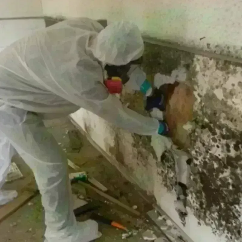 Mold Remediation and Removal in Moriches, NY